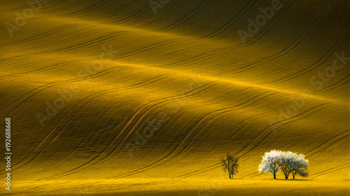 Obraz na płótnie Spring Wavy Yellow Rapeseed Field With White Tree And Wavy Abstract Landscape Pattern.Corduroy Summer Rural Rape Landscape.Yellow Undulating Fields Of Crops.Yellow Background Texture. Spring Landscape w salonie