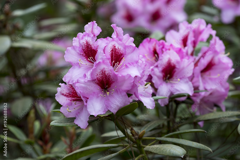 Fototapeta premium Rhododendron mit rosaroten Blüten im Garten im Frühling