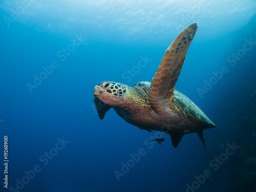 Green Turtle swimming © Michal