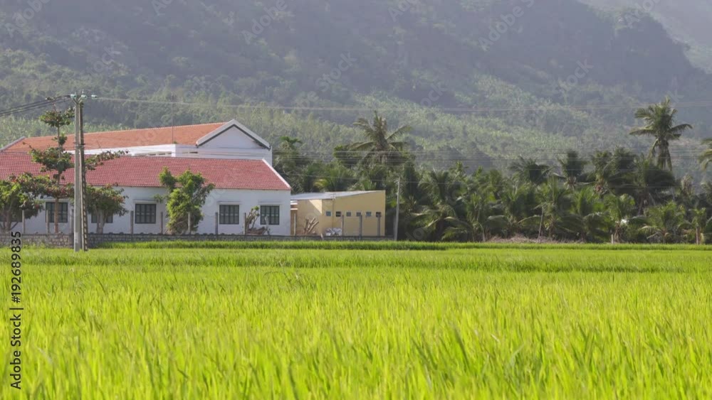 Scenic bright green rice field swaying in wind, Vietnam Scenic bright green rice field swaying in wind, Vietnam
