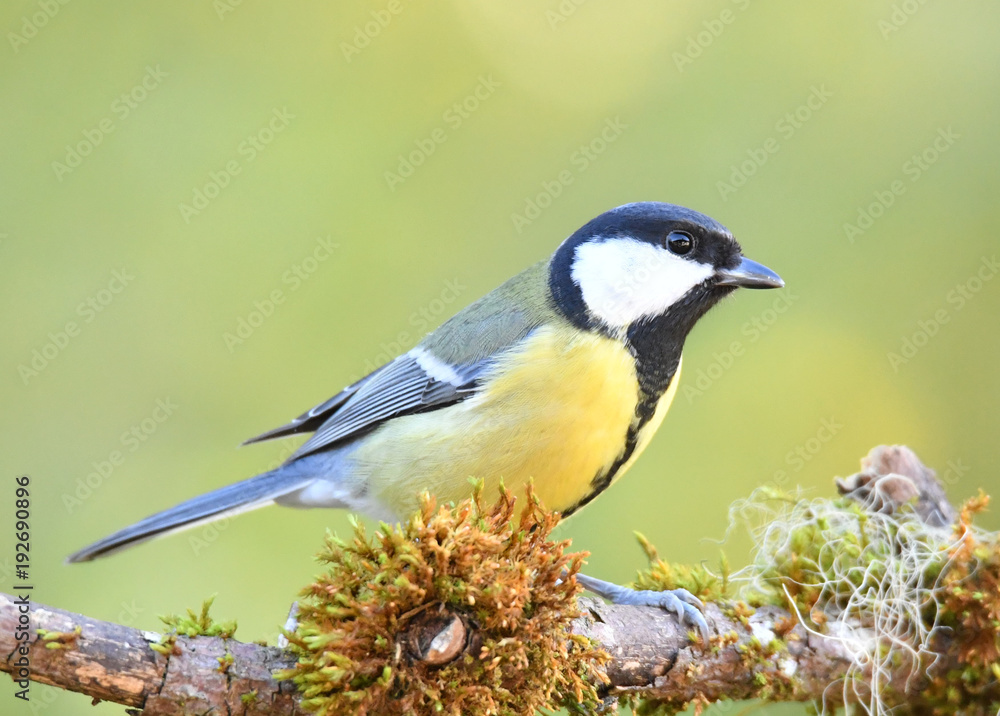 Naklejka premium Kohlmeise auf Ast