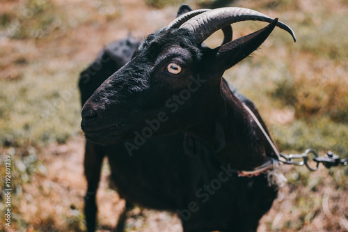 Happy Goat in a small village photo