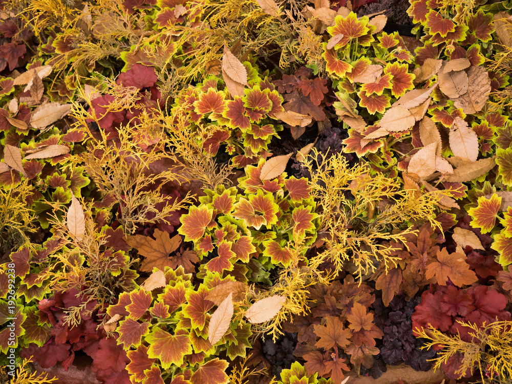 秋の花壇 Stock Photo Adobe Stock