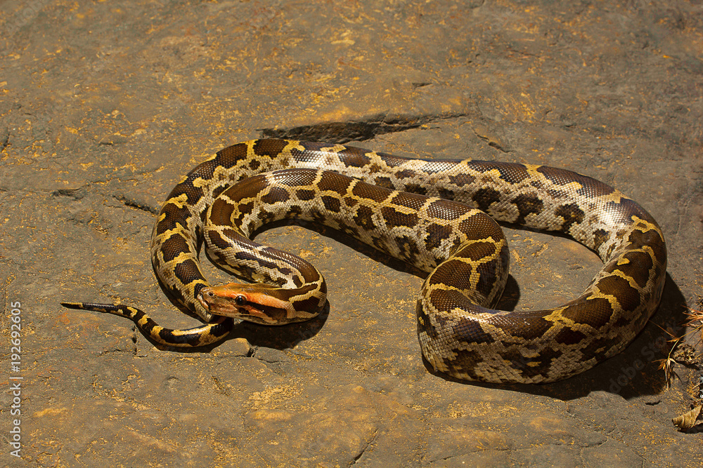 Indian rock python, Python molurus , Aarey Milk Colony , INDIA Stock Photo  | Adobe Stock