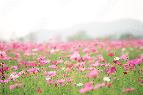 Cosmos flowers on sunlight and clear sky.