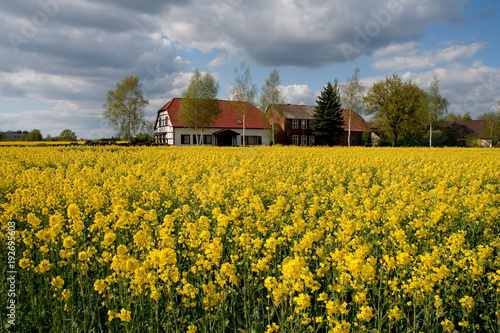 gelb bluehendes Rapsfeld unter lebhaftem Himmel mit weissem Haus im Hintergrund photo