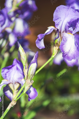 Fototapeta Naklejka Na Ścianę i Meble -  beautiful lilac flower iris closeup