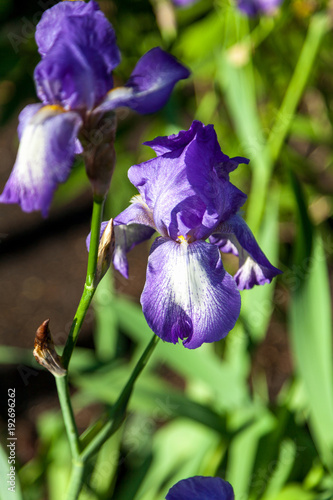Fototapeta Naklejka Na Ścianę i Meble -  beautiful lilac flower iris closeup