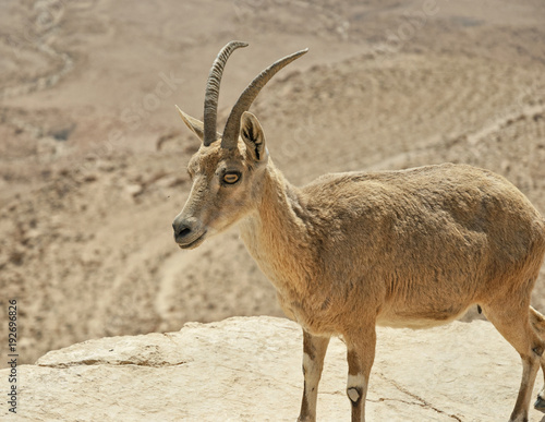 female ibex standing on a cliff overlooking the ramon crater in mitzpe ramon israel