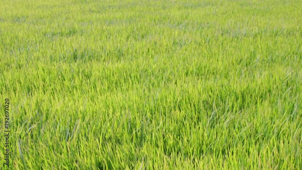 Scenic bright green rice field swaying in wind Scenic bright green rice field swaying in wind