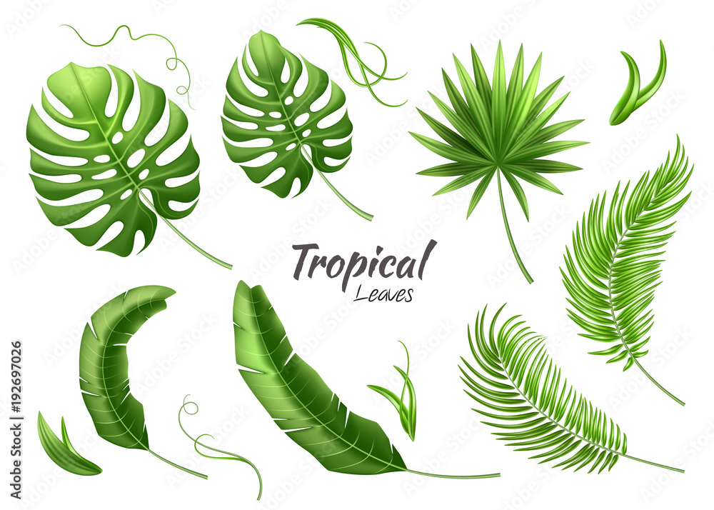 Naklejka premium Vector realistic tropical leaves exotic vacation