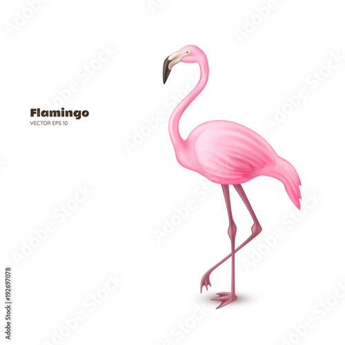 Vector realistic 3d pink flamingo © belokrylowa