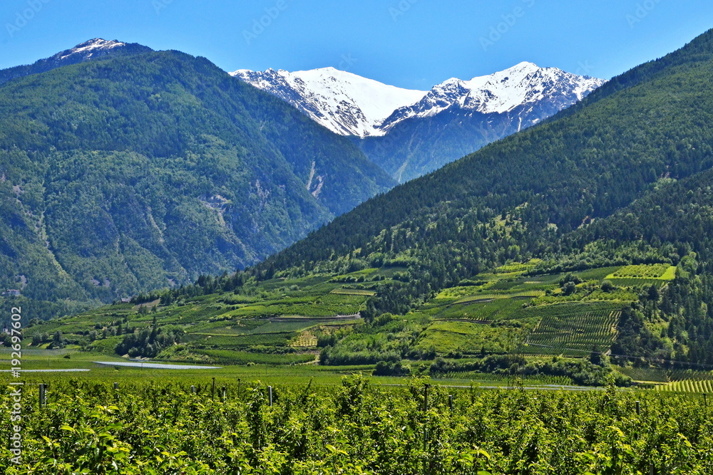 Italian Alps-view of the Stelvio and apple orchards