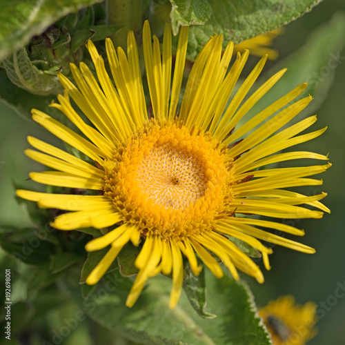 Echter Alant, Inula helenium photo