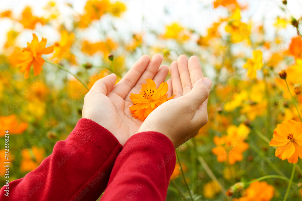 Beautiful orange cosmos flower on hand Beautiful orange cosmos flower on hand