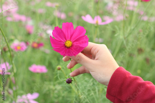 Beautiful pink cosmos flower on hand