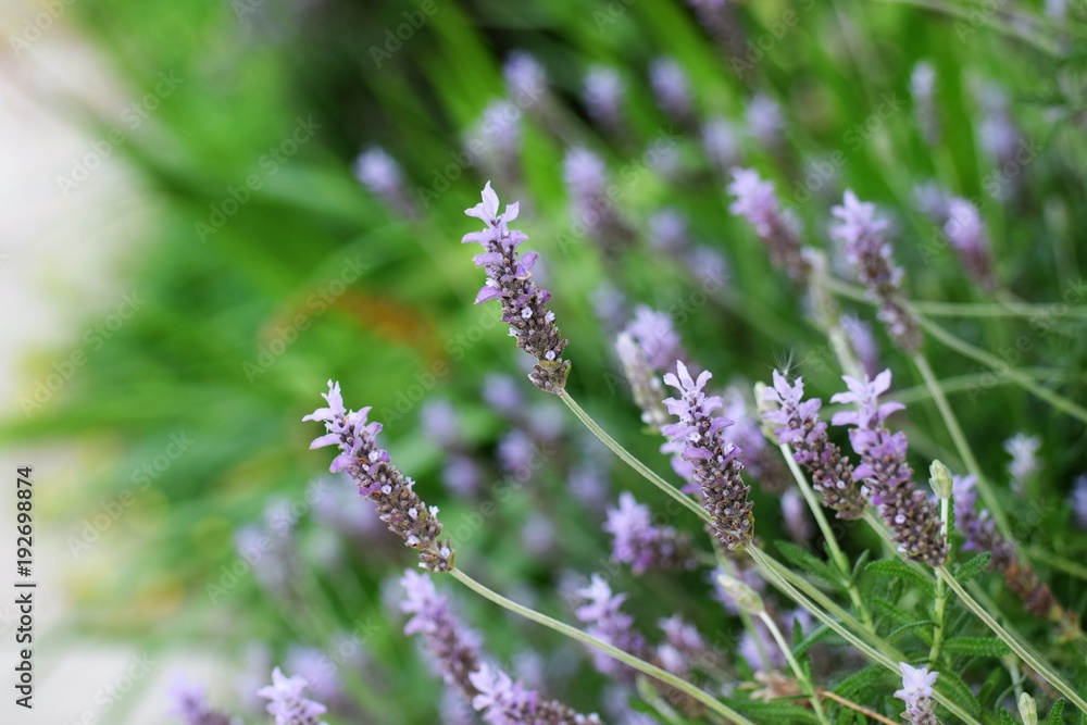 lavender flower plant