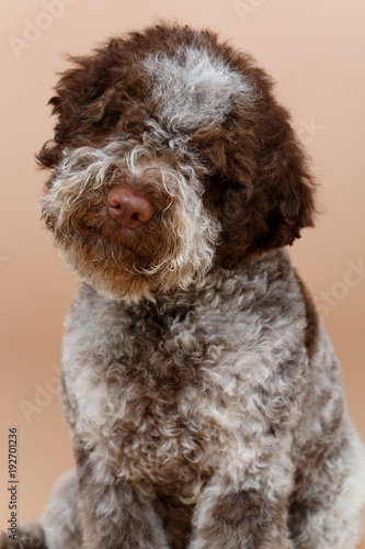 beautiful brown fluffy puppy © svetography