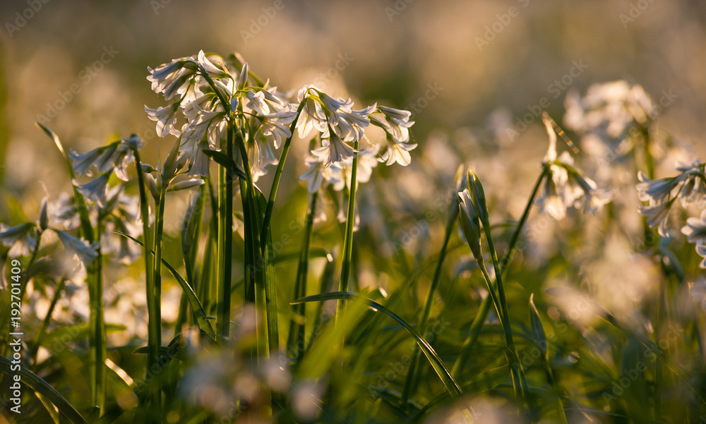 White bluebell flowers growing in a forest during springtime sunset White bluebell flowers growing in a forest during springtime sunset