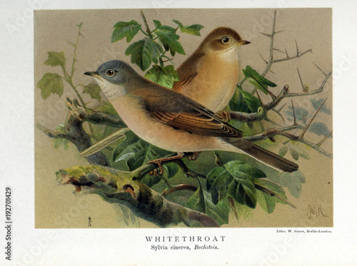 Illustration of bird photo