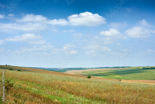 beautiful spring landscape  green field and bright cloudy sky