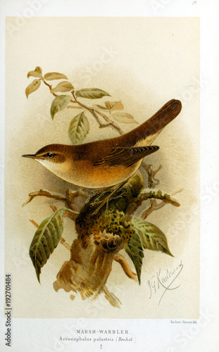 Illustration of bird photo