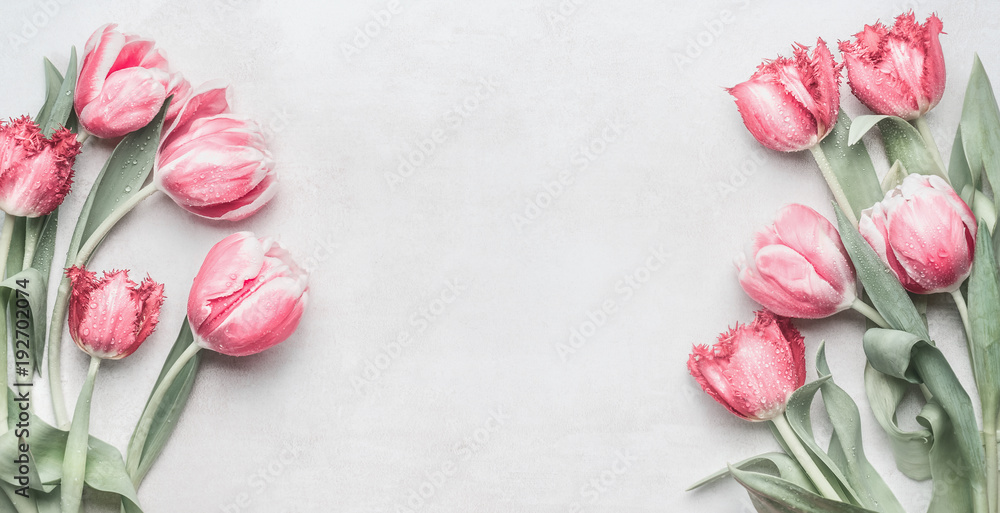 Fresh pink tulips banner with copy space. Layout for spring holidays greeting card  - obrazy, fototapety, plakaty 