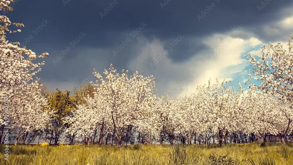 Fantastic apple orchard the blooming in springtime. Time lapse clip. Fantastic apple orchard the blooming in springtime. Time lapse clip.