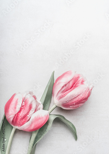 Fototapeta Naklejka Na Ścianę i Meble -  Pink white tulips on grey desk background, top view. Layout for spring holidays greeting card