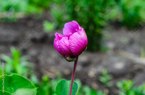 Wallpaper Mural Mountain peony on spring Torontodigital.ca