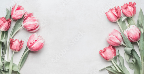 Fresh pink tulips banner with copy space. Layout for spring holidays greeting card 