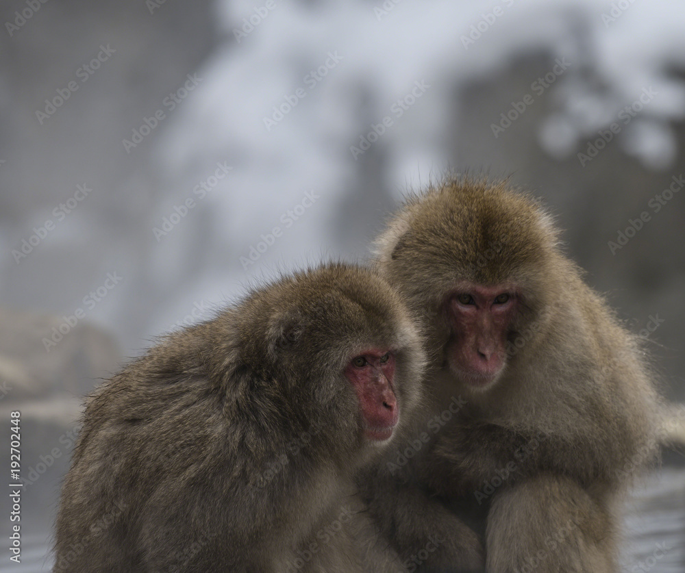 Two Japanese macaque or snow monkeys, (Macaca fuscata), sitting on rock of hot spring. Both showing their red faces with big eyes and looking right. Joshinetsu-Kogen National Park, Nagano, Japan Two Japanese macaque or snow monkeys, (Macaca fuscata), sitting on rock of hot spring. Both showing their red faces with big eyes and looking right. Joshinetsu-Kogen National Park, Nagano, Japan