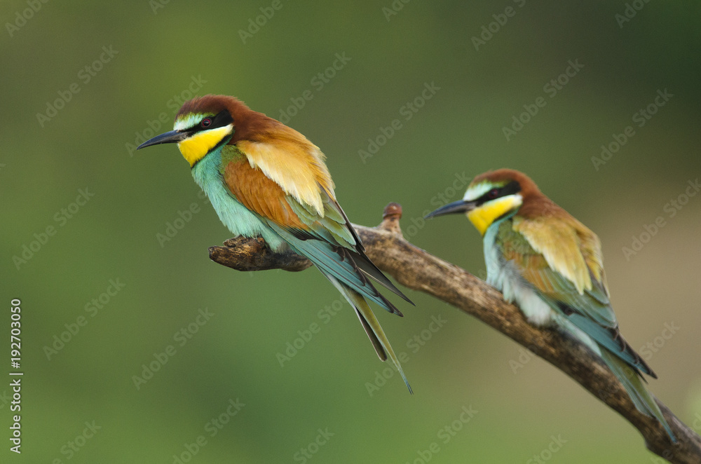 European bee-eater, Merops apiaster, colorful birds near their nesting hole, Slovakia European bee-eater, Merops apiaster, colorful birds near their nesting hole, Slovakia