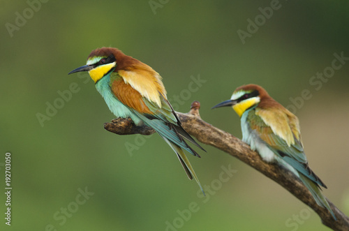 European bee-eater, Merops apiaster, colorful birds near their nesting hole, Slovakia © peterfodor