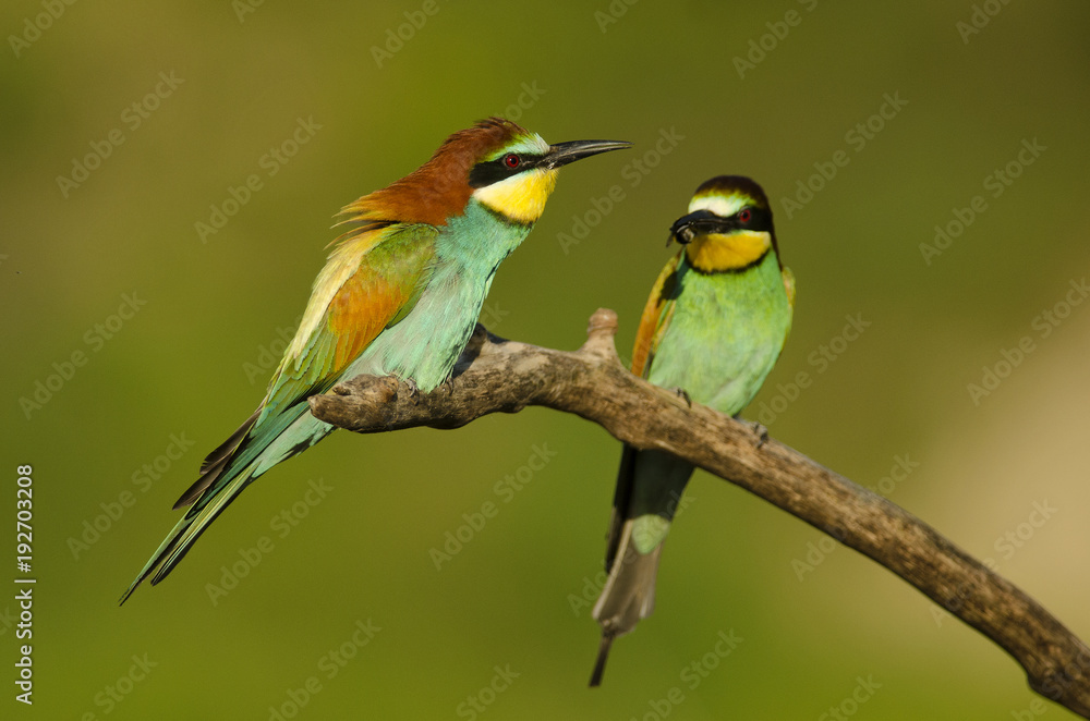 European bee-eater, Merops apiaster, colorful birds near their nesting hole, Slovakia