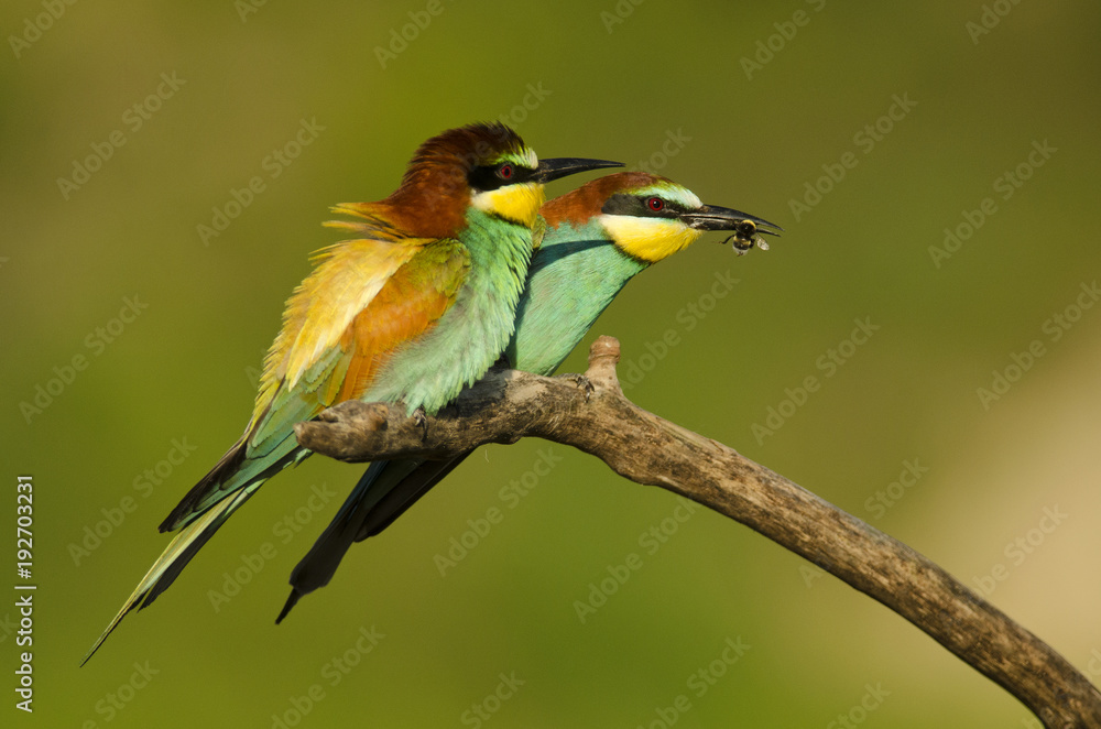 European bee-eater, Merops apiaster, colorful birds near their nesting hole, Slovakia European bee-eater, Merops apiaster, colorful birds near their nesting hole, Slovakia