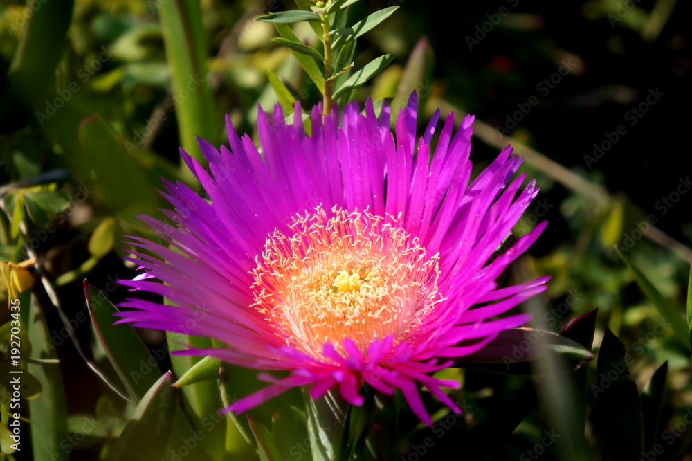 Obraz premium Carpobrotus flower