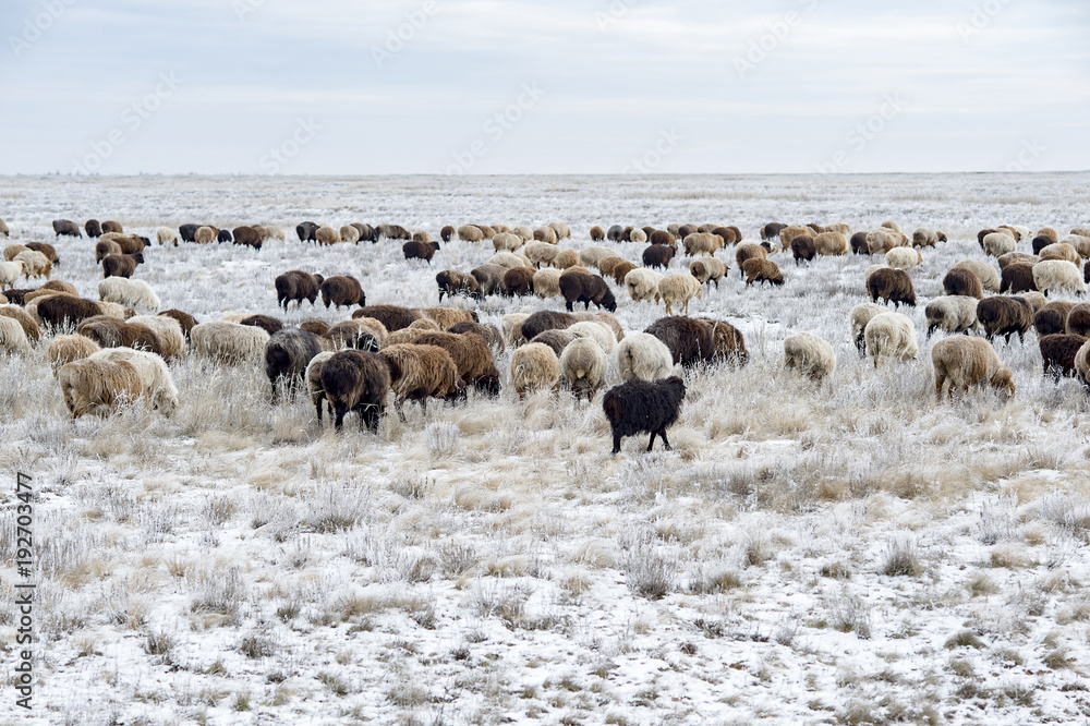 Flock of sheep on pasture in the winter Flock of sheep on pasture in the winter