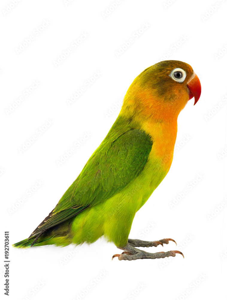 Naklejka premium fischeri lovebird