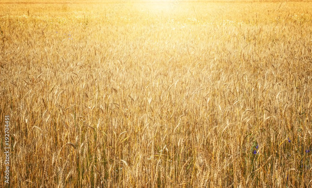 Fototapeta premium Gold wheat field in sunlight.