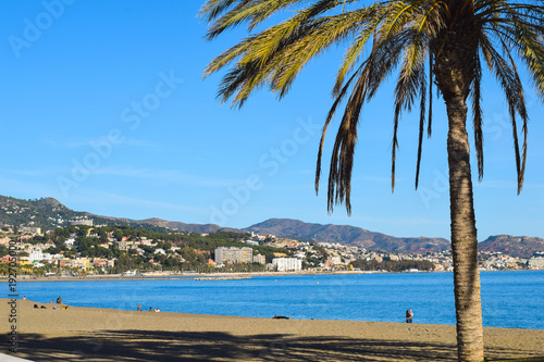 Palmera en una playa de Málaga