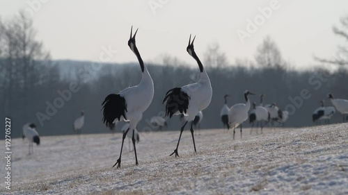 4k video of Beautiful Dancing and flying Red-crowned crane bird from kushiro hokkaido japan in winter season , Courting animal behavior photo