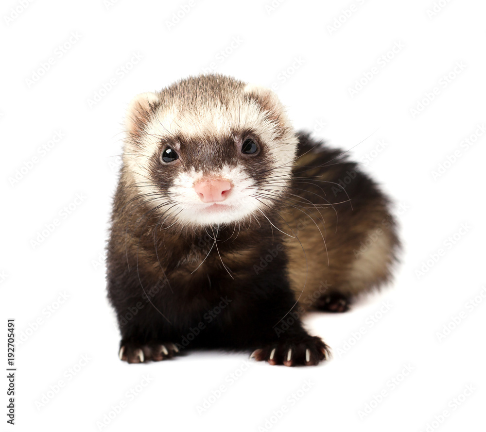 Grey ferret in full growth lies, isolated on white background. Ferret sitting on white background. Grey ferret in full growth lies, isolated on white background. Ferret sitting on white background.