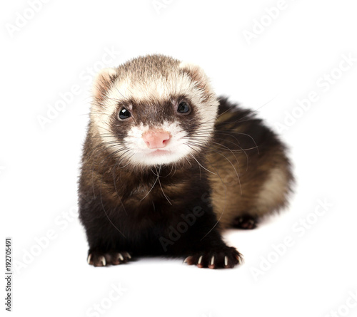 Grey ferret in full growth lies, isolated on white background. Ferret sitting on white background.