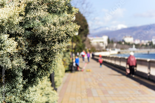 blurred backdrop with selective focus on juniper bush ,unrecognizable people