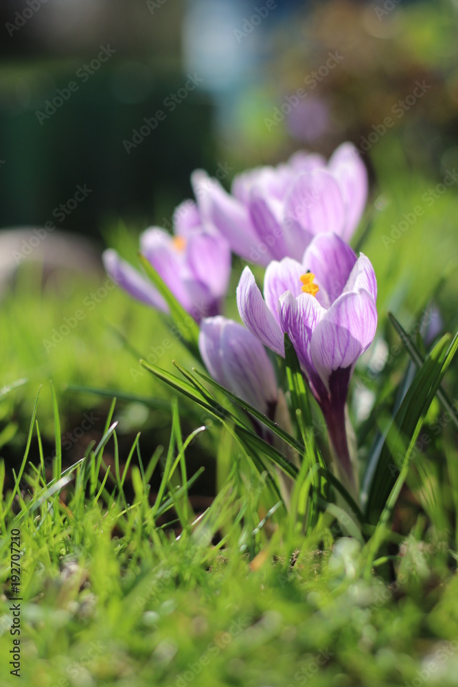 Szafran krokus Szafran krokus
