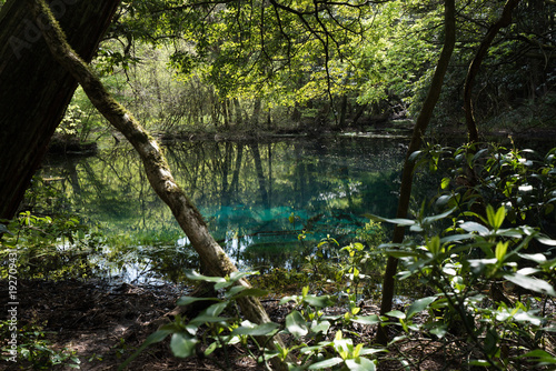Fototapeta Naklejka Na Ścianę i Meble -  緑の池