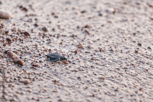 Baby of a sea turtle walk to the ocean © EdNurg