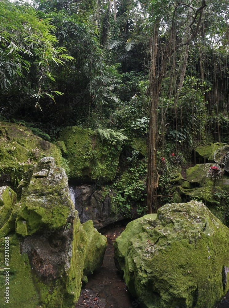 Jungle very green with many plants in Bali Indonesia Jungle very green with many plants in Bali Indonesia