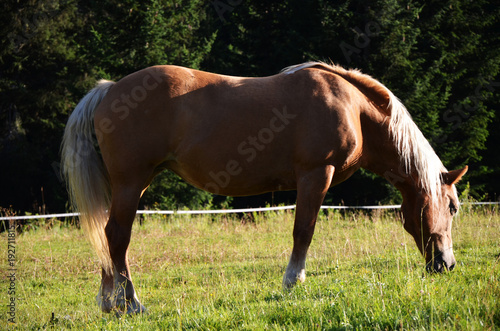 Horse